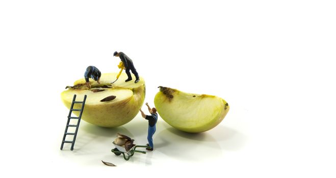 little figures busy removing the seeds from the apple isolated on a white background