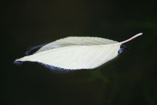 A leaf of a cherry tree floating in the water     Blatt eines Kirschbaumes treibt im Wasser