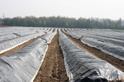 a big, with, foil-covered asparagus field    ein gro�es,mit Folie abgedecktes Spargelfeld  