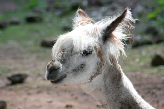 Head portrait of alpaca (Lama pacos)  Kopfportr�t eines Alpaka (Lama pacos)