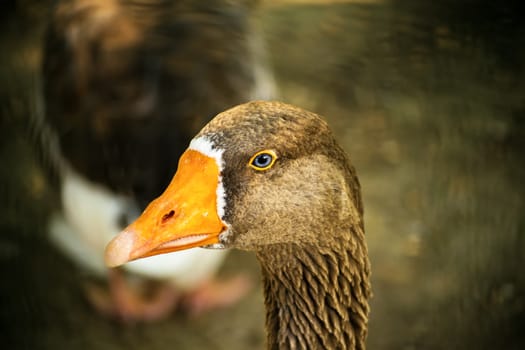 Close up shot of a duck's head.