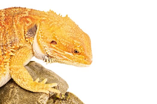 Bearded dragon standing on a rock, focused look, isolated on white background.