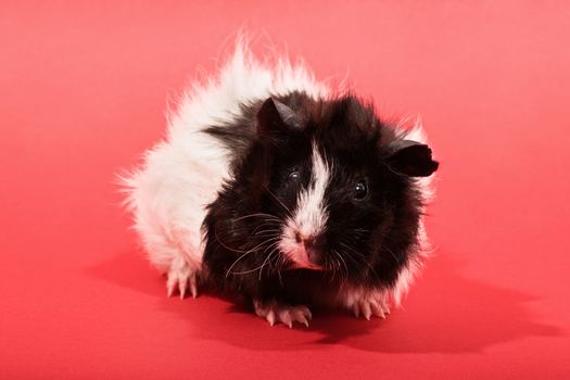 A close up shot of a cute guinea pig on red background.