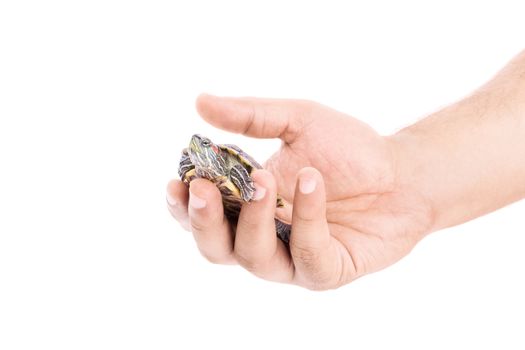 Human hand holding a little turtle, isolated on white background.