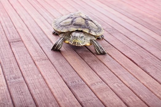 Little turtle crawling on wooden background.