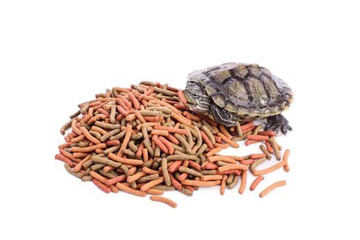 Small turtle on a pile of reptile food holding a chunk of it in its mouth, isolated on white background.