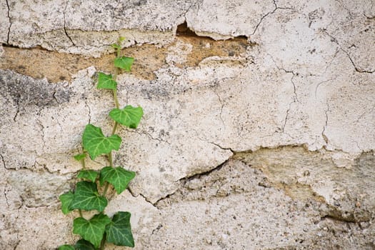 Close up shot of ivy vines crawling up an old cracked stone wall.