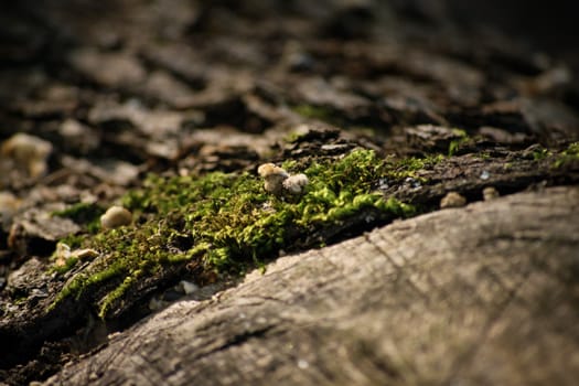 Close up shot of green moss growing on an old wooden log in the forest.