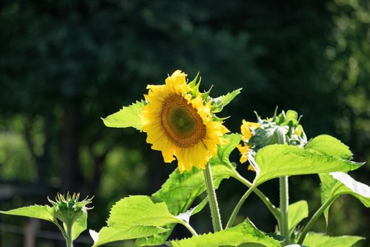 Beautiful sunflower plant on a sunny summer day.