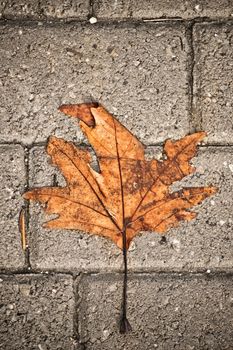 Withered maple leaf fallen over grey pavement concrete blocks.