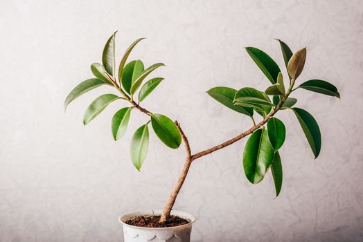 Ficus plant in white pot on light background