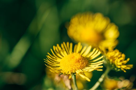 Beautiful yellow flowers on blurred background. Selective focus.
