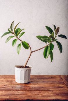 Ficus plant in white pot on wooden surface