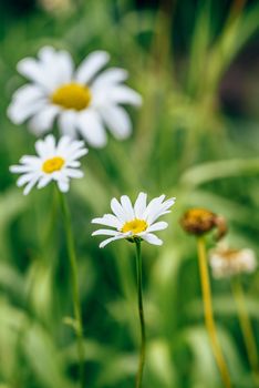Meadow Daisy Flower at Sunny Day on Blurred Background.