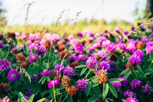 Meadow of Pink Clover Flowers on a Sunny Day. Selective Focus.