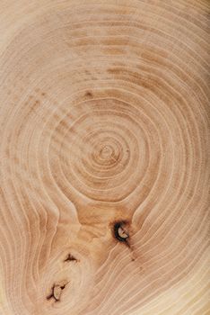 Ash wood slab texture with annual rings, background or wallpaper.