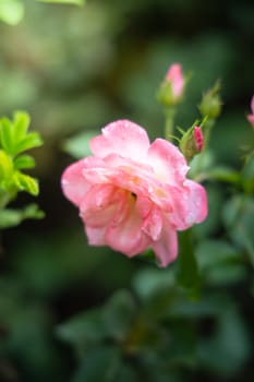 Roses in the garden, Roses are beautiful with a beautiful sunny day.