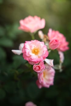 Roses in the garden, Roses are beautiful with a beautiful sunny day.