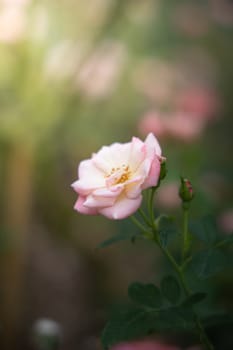 Roses in the garden, Roses are beautiful with a beautiful sunny day.