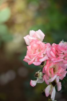 Roses in the garden, Roses are beautiful with a beautiful sunny day.