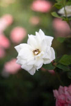 Roses in the garden, Roses are beautiful with a beautiful sunny day.