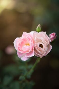 Roses in the garden, Roses are beautiful with a beautiful sunny day.