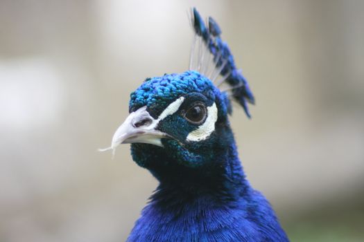 Portrait of a male peacock blue  Portraitaufnahme von einem m�nnlichen blauen Pfau