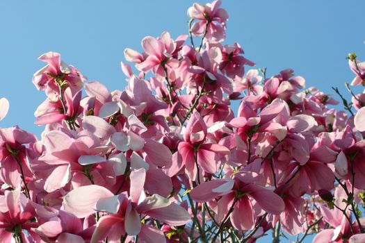 Bright red magnolia tree in full bloom    Hellroter Magnolienbaum in voller bl�te