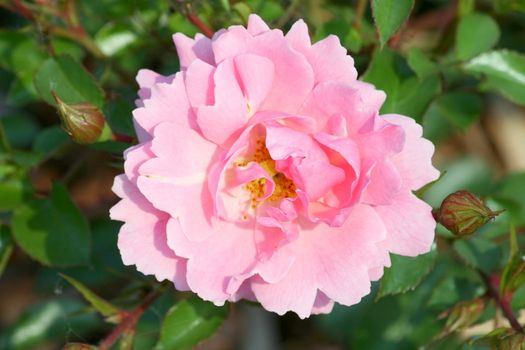 Close-up of a pink rose blossom  Nahaufnahme einer rosafarbenen Rosenbl�te