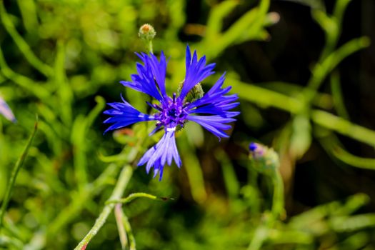 Knapweed blue flower in the garden green, close up