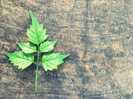 Leaves on wooden texture background