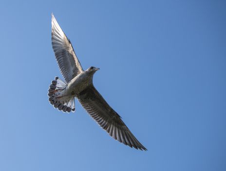 young seagull flying with blue background