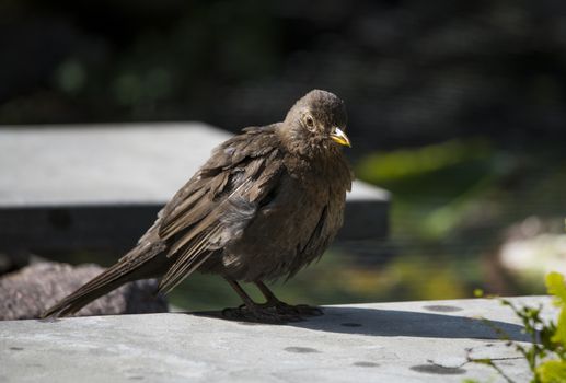 blackbird sitting on a ston in the garden