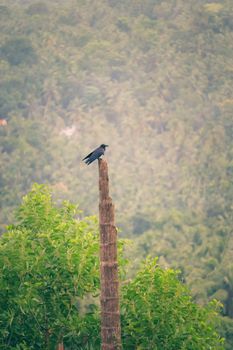 Black bird resting on a wooden post in a forest in the middle of green