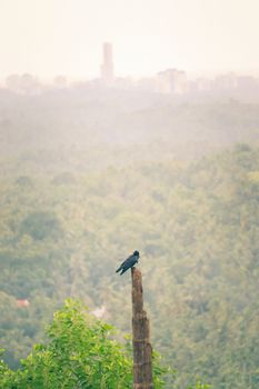 Black bird resting on a wooden post in a forest in the middle of green