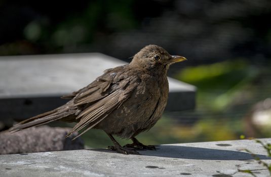 blackbird sitting on a stone in the garden wet from a bath in the garden