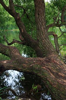 Closeup of very old nice osier on river bank