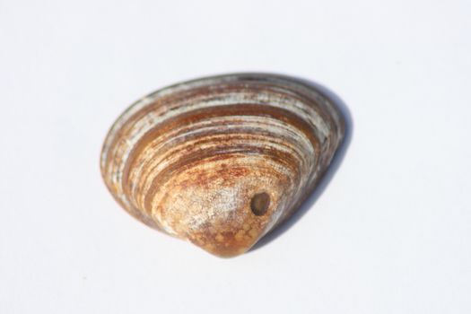 Close-up of a brown round shell  Nahaufnahme einer braunen runden Muschelschale