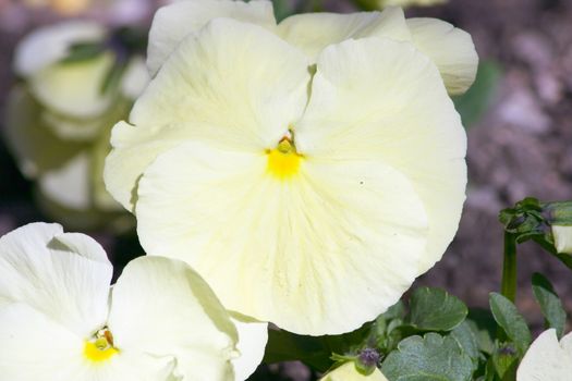 a close-up of a white pansy    eine nahaufnahme von einem wei�en Stiefm�tterchen