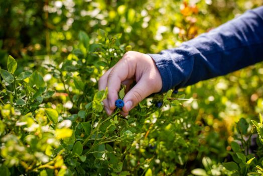 Child hands picking ripe blueberry in the forest