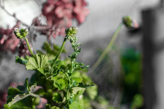 a closeup shoot to green plant - background is black and white. photo has taken from izmir/turkey.