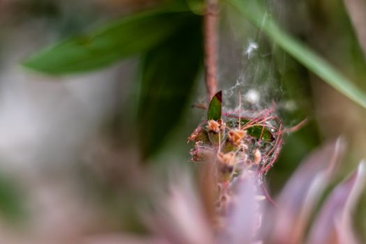 a closeup shoot to green plant with interesting shape - spider webs on it with blurry side objects. photo has taken at izmir/turkey.