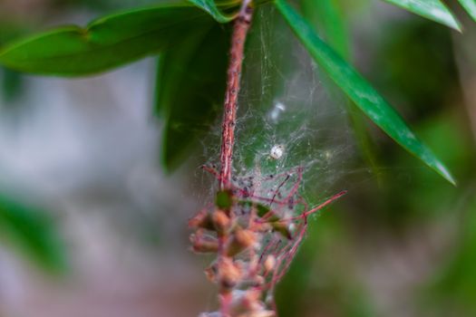 a closeup shoot to green plant with interesting shape - spider webs on it. photo has taken at izmir/turkey.