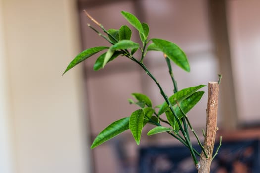 a closeup shoot to green plant with thin leaves. background is blurry.