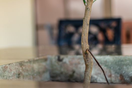 a thin branch from a plant in a vase - background is blurry. photo has taken at izmir/turkey.