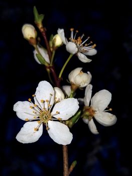 white apple blossom flowers, on the blue dark background. Close up