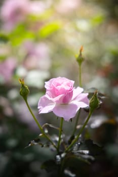 Roses in the garden, Roses are beautiful with a beautiful sunny day.