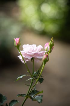 Roses in the garden, Roses are beautiful with a beautiful sunny day.