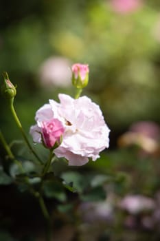 Roses in the garden, Roses are beautiful with a beautiful sunny day.