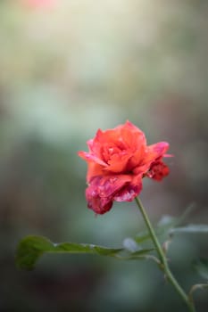 Roses in the garden, Roses are beautiful with a beautiful sunny day.